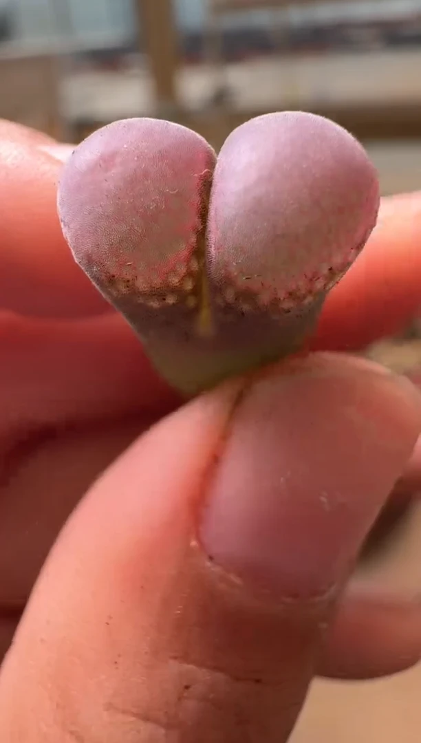 14-184多肉植物肉锥lt