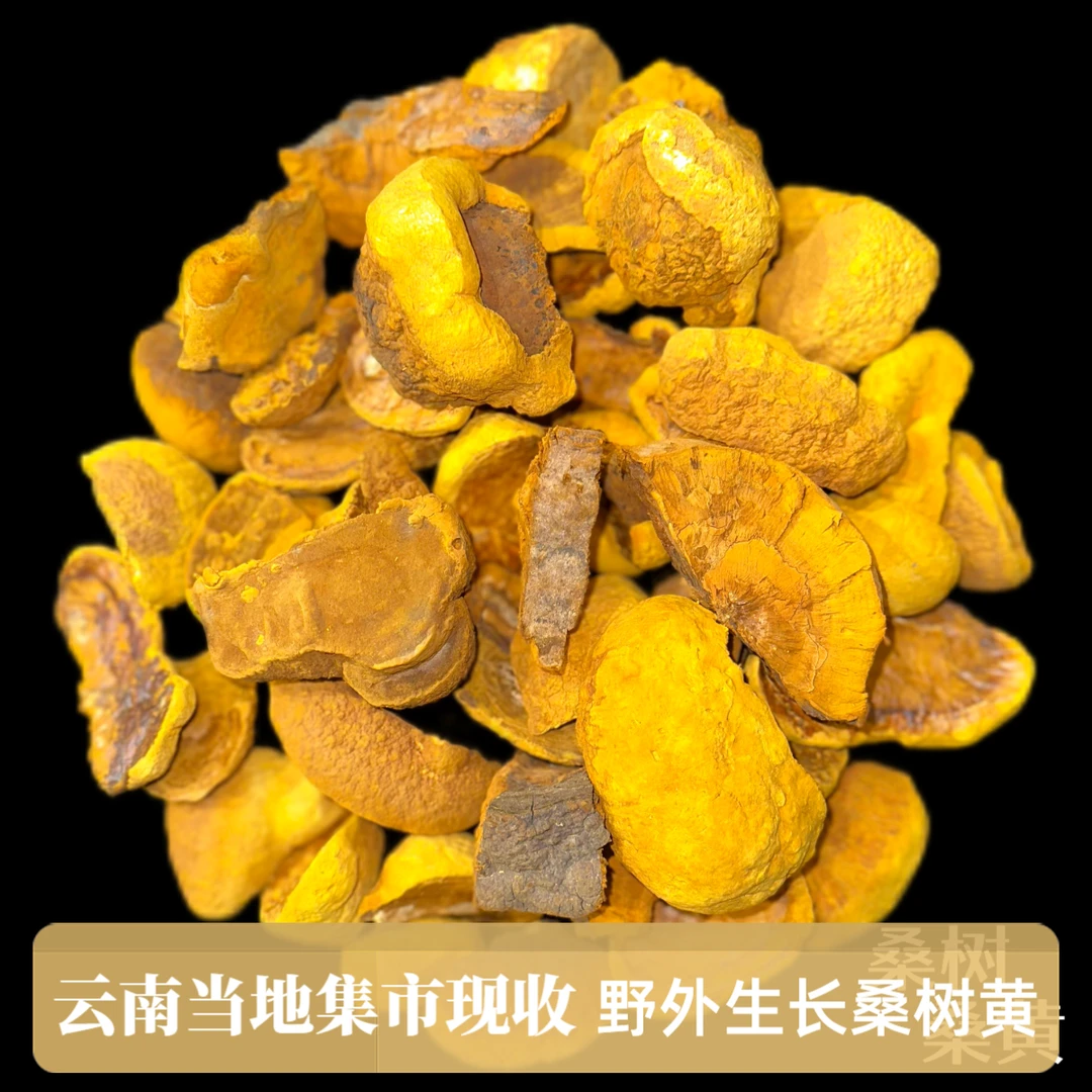 【山地王】桑树黄野外生长不熏硫云南野生煲汤煮水泡酒正宗优选山货