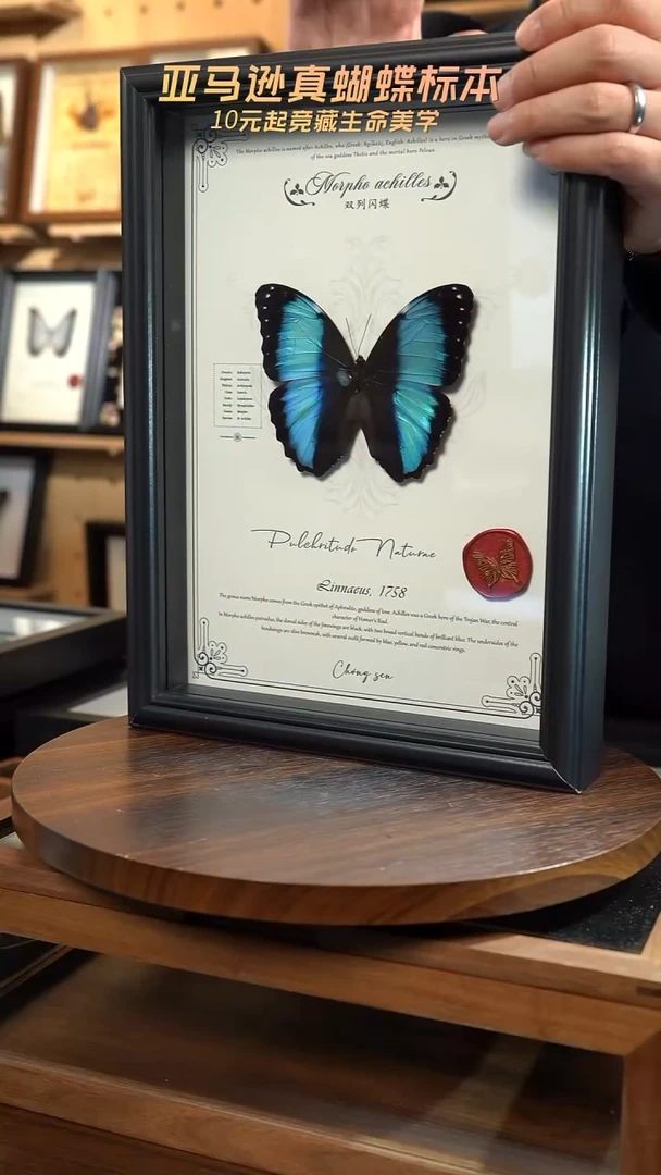 蝴蝶标本摆件竞拍双列闪蝶F106
