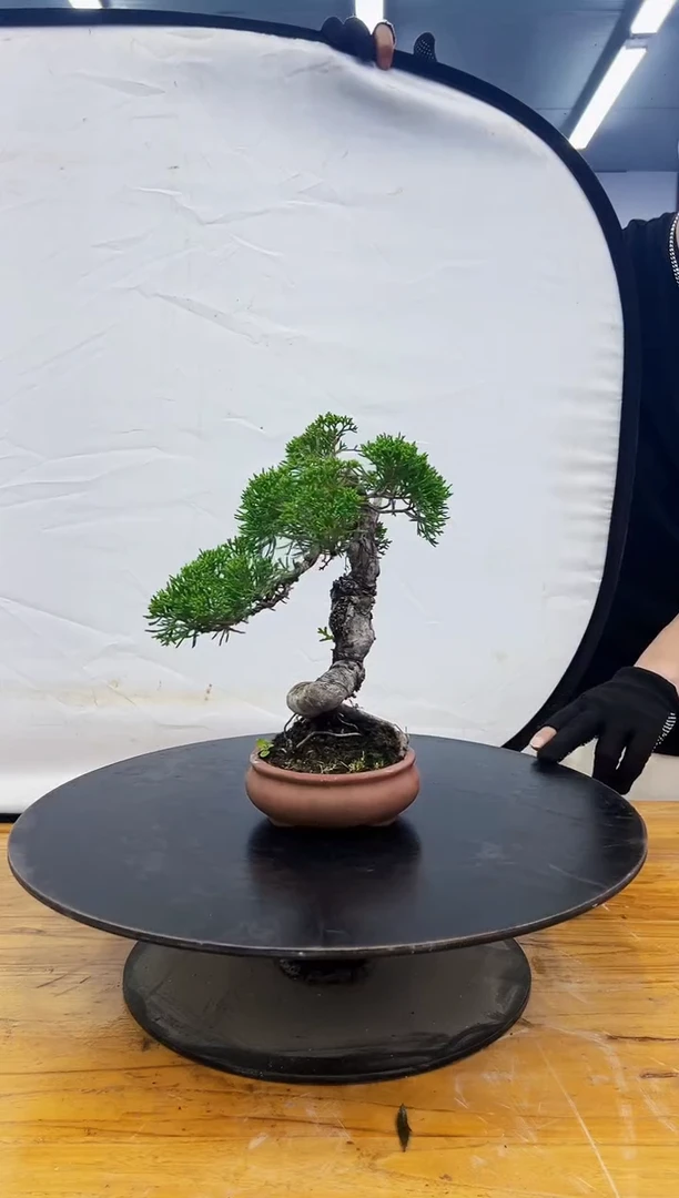 无花朵济州真柏原生