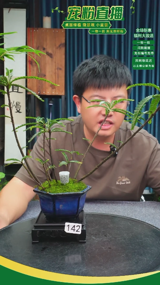 无花朵高*路苔藓微景观142号