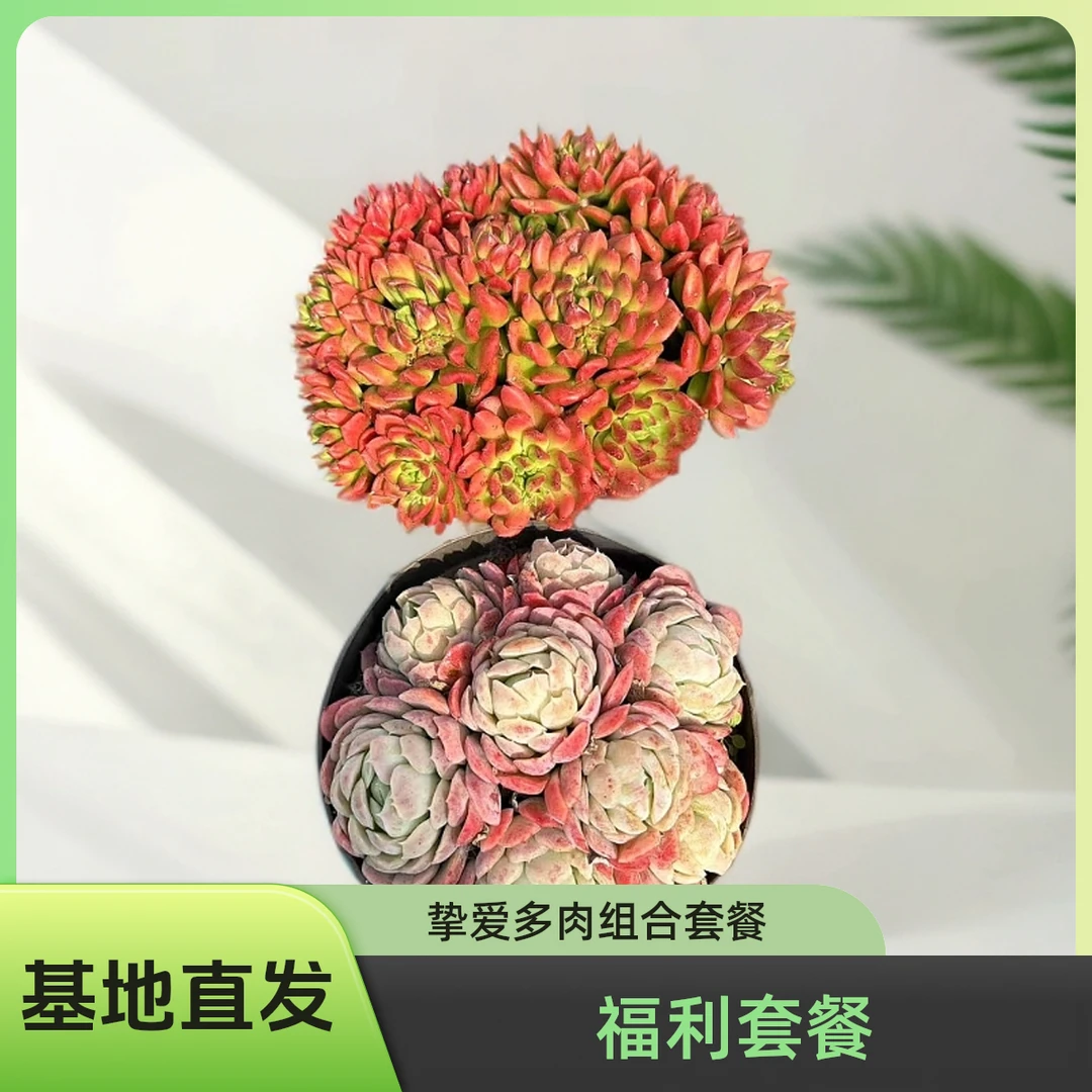 挚爱  福利套餐【120杯红灯笼+120杯贝瑞】【带盆土】  多肉植物
