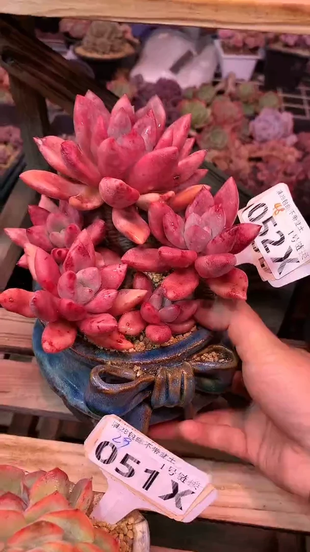 【闪购商品】052XXX