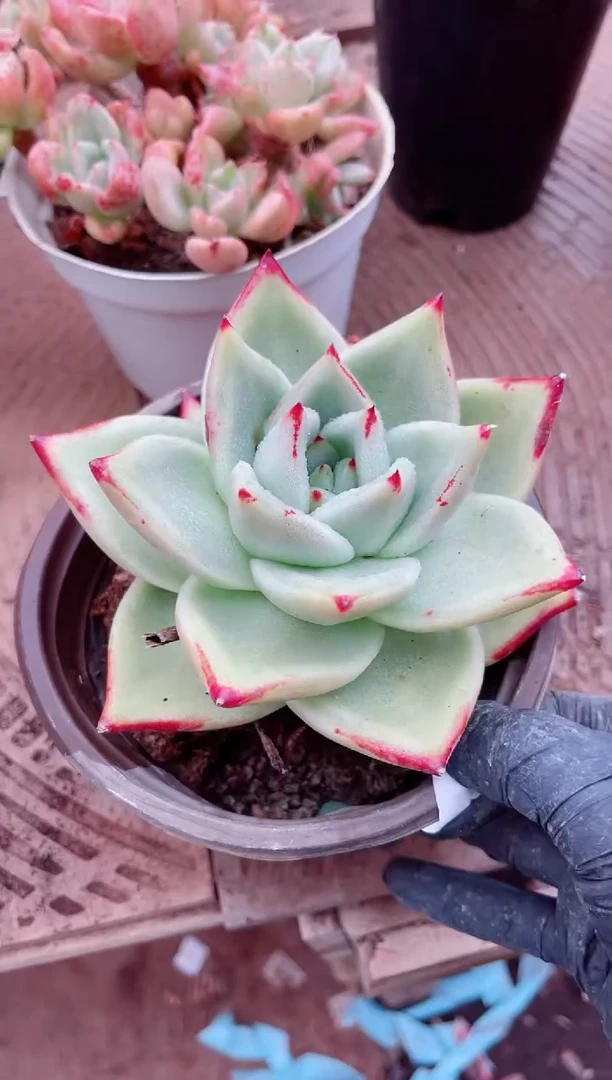 香****）26116多肉植物一物一拍