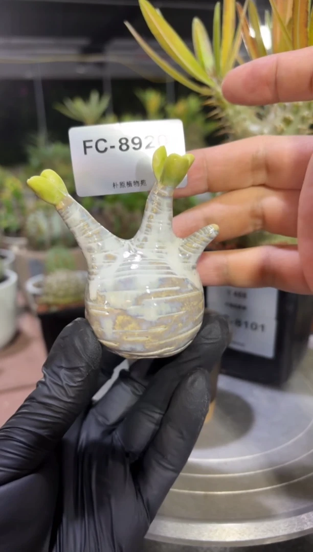 象牙宫手办FC-8920