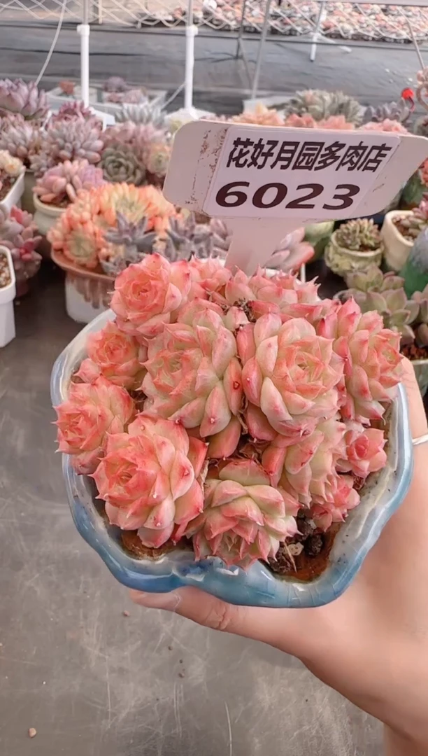 【闪购商品】6023.