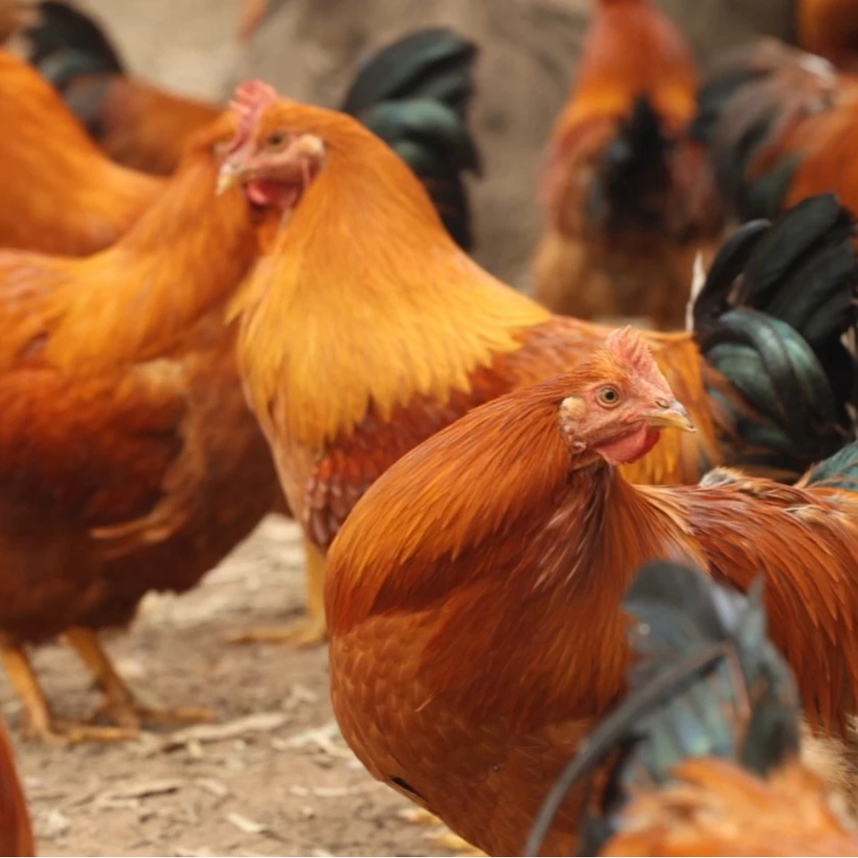 何记安铺鸡【生鸡】（下单当天新鲜现做）