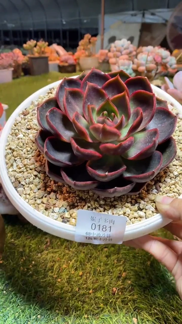 0181《满28包邮发货》