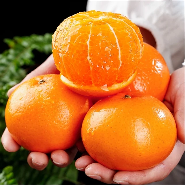 云南高山沃柑现采水果(当季热卖现发)