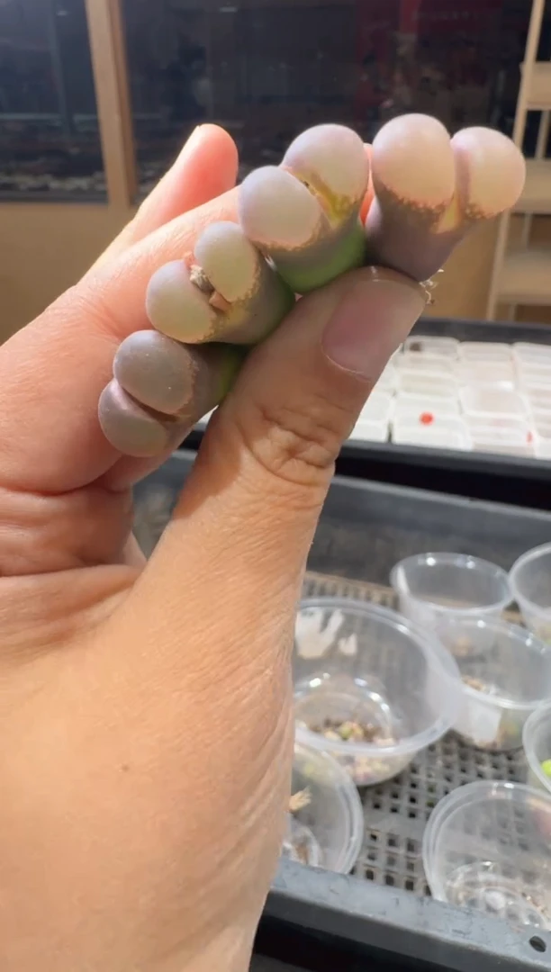 名****吗17-238多肉植物肉锥