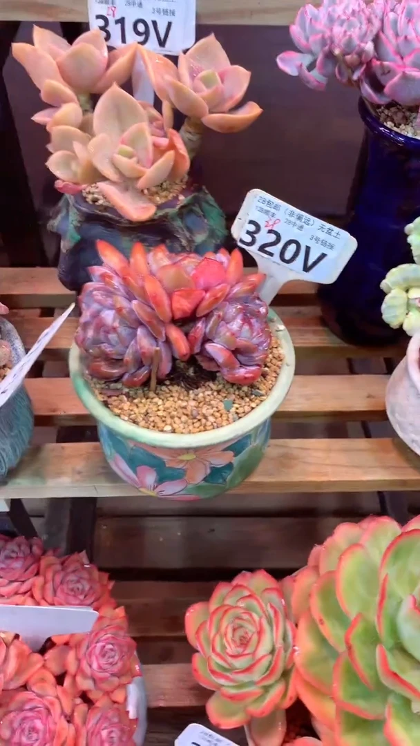 320V（一物一拍，精品多肉，w所见即所得 ）