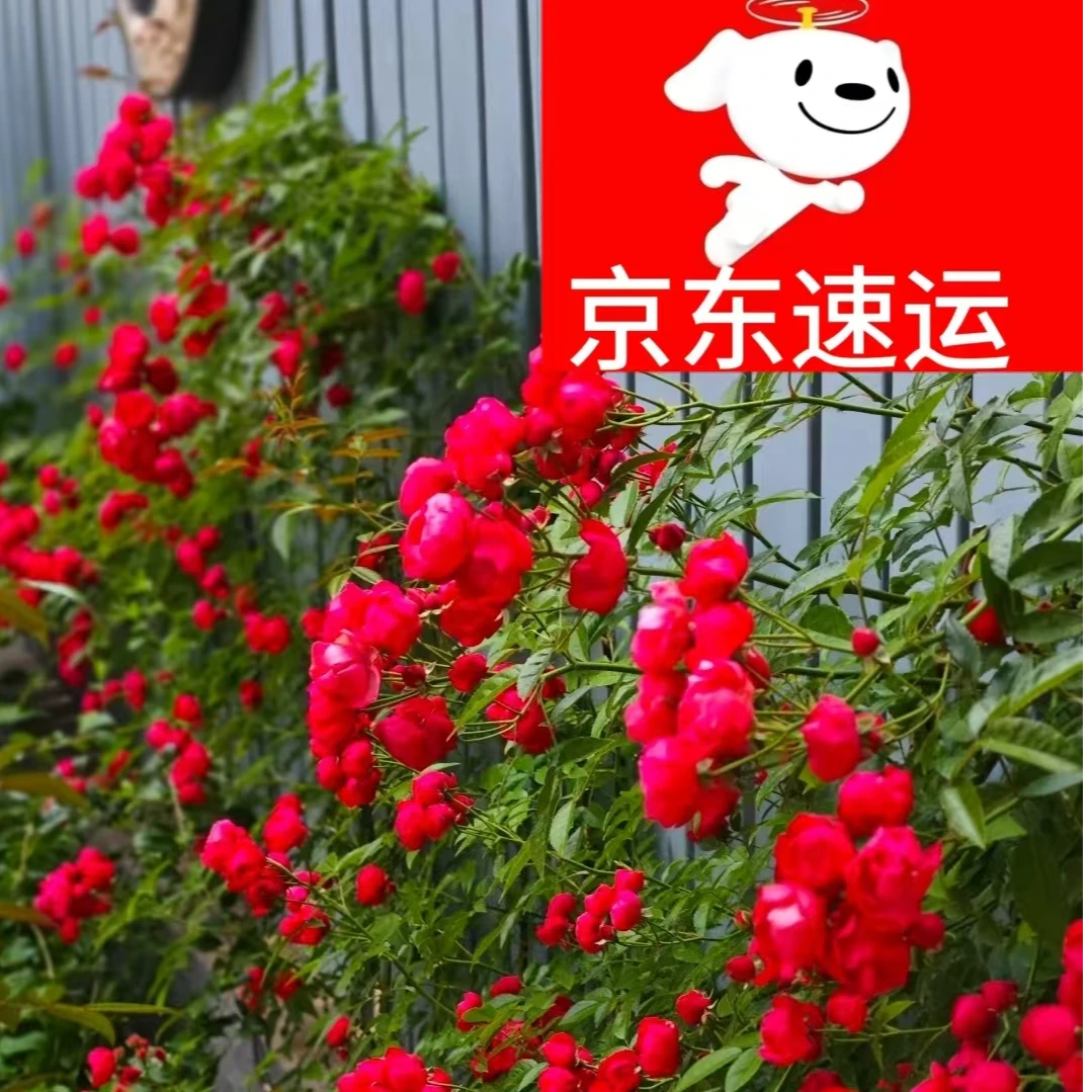 X【京东包邮】红木香红色多头庭院爬藤月季宝石【批发木香