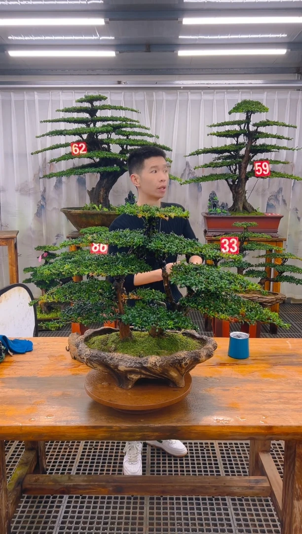 无花朵精品盆景直播间一物一拍