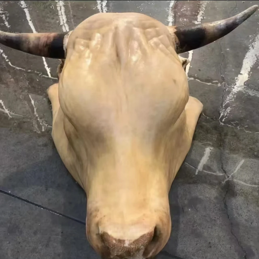 【25斤以下没有牛角】正宗南阳新鲜黄牛牛头（特殊要求及时备注）