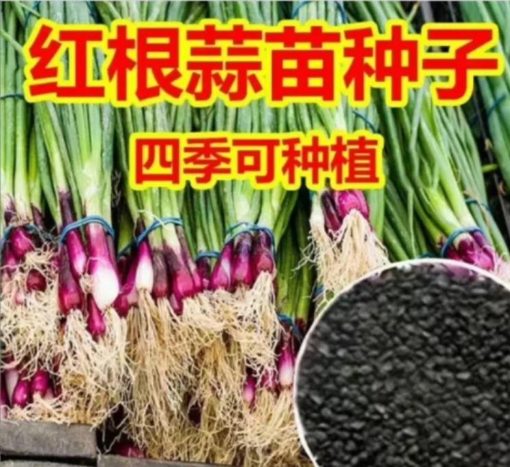 红根蒜苗种子红根香蒜硬叶蒜苗一年四季三茬连续均可种植蒜苗种籽
