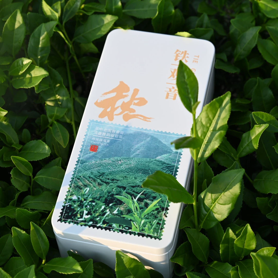 正宗安溪铁观音兰花香祥华高山茶2025年新茶秋茶铁盒装