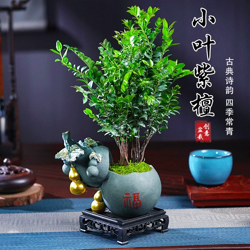 黑骨茶小叶紫檀盆景老桩盆栽办公室内四季常青绿植物花卉茶桌摆件