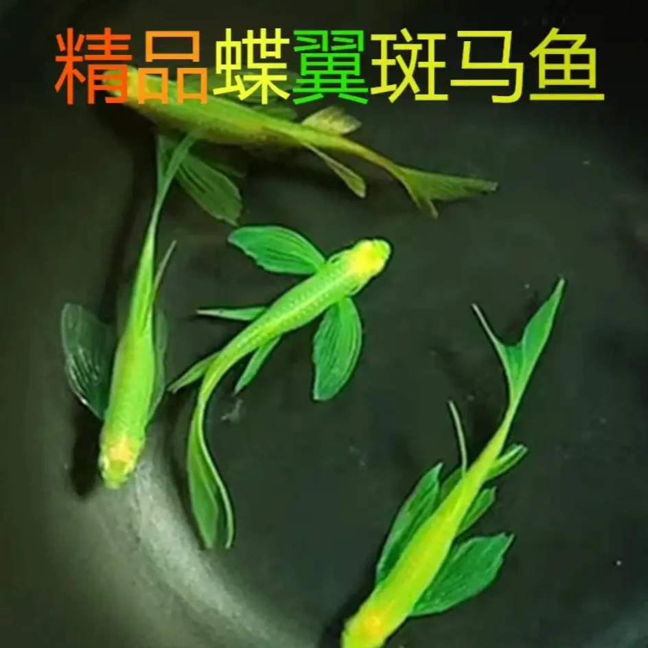 【包损】高端混色碟翼蝶翼长尾斑马鱼观赏鱼热带鱼活体鱼