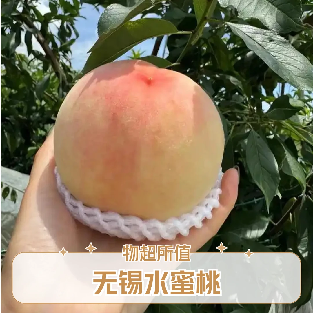 【5-4两无锡水蜜桃】应季新鲜香甜爆汁皮薄肉厚水果桦软桃1