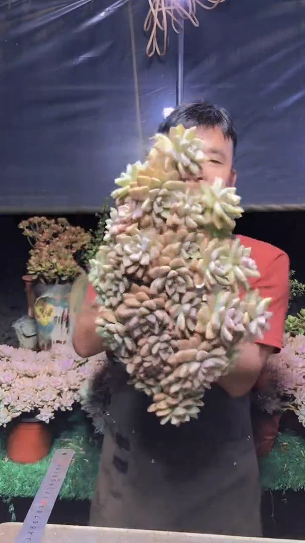 192淡雪缀化一物一拍