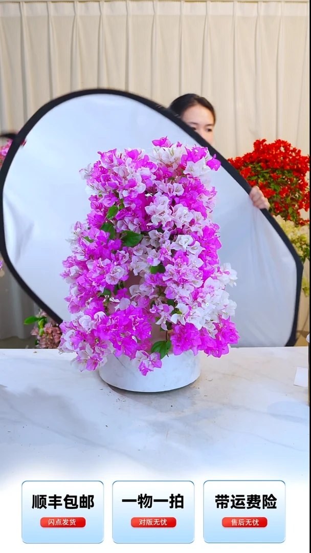 大部分开放少量花苞漳红樱