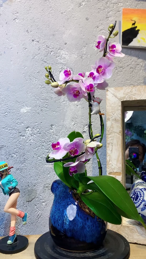 大部分花苞少量开放241植物杂货店，来淘宝吧