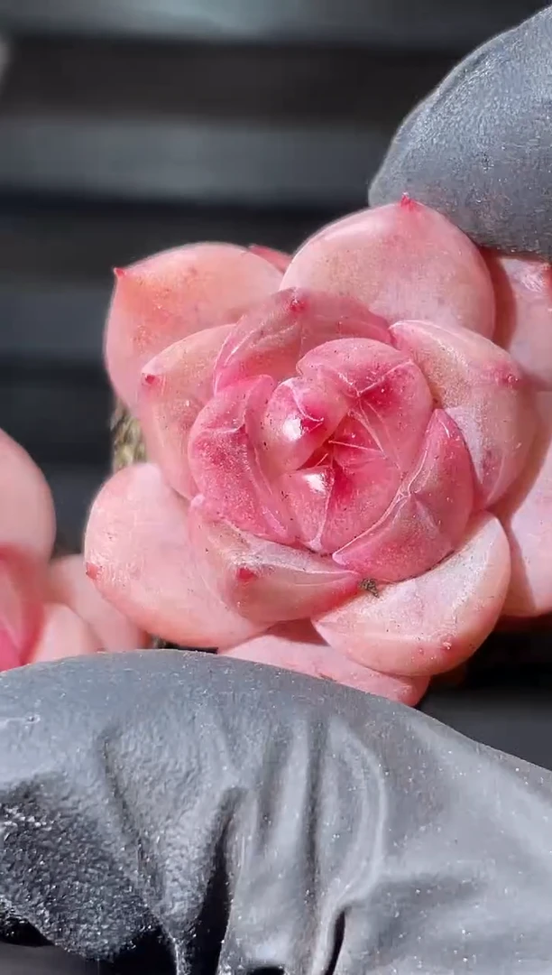 26-32星之火2-3厘米量拍发一颗