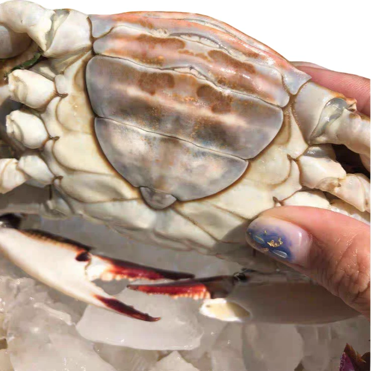 【保鲜不保活】海捕肥母梭子蟹 2-5斤 2-4两/只 4-20只/份 肉肥无黄介意勿拍