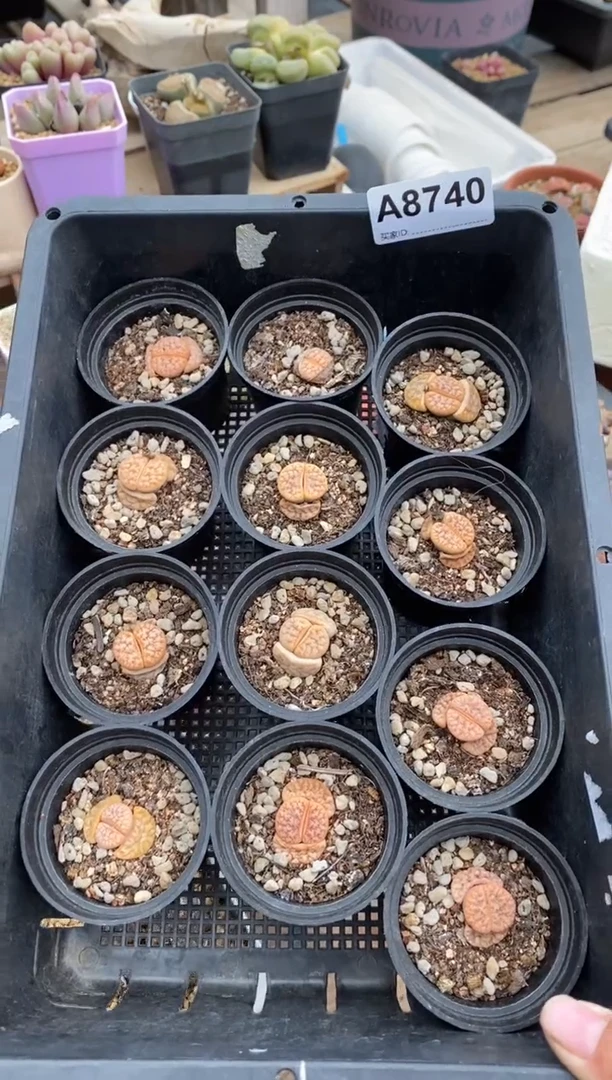 【闪购商品】8740直播一物一拍