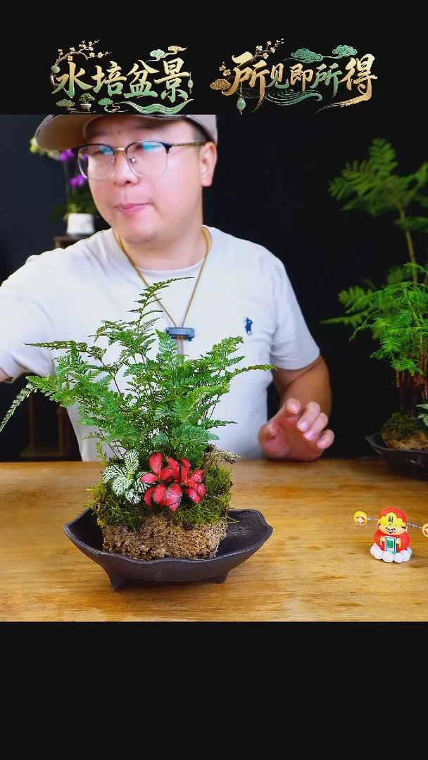 石云社一物一拍组合盆栽29