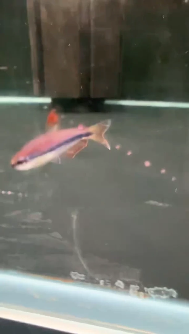 灯科鱼老***浑超毒1条