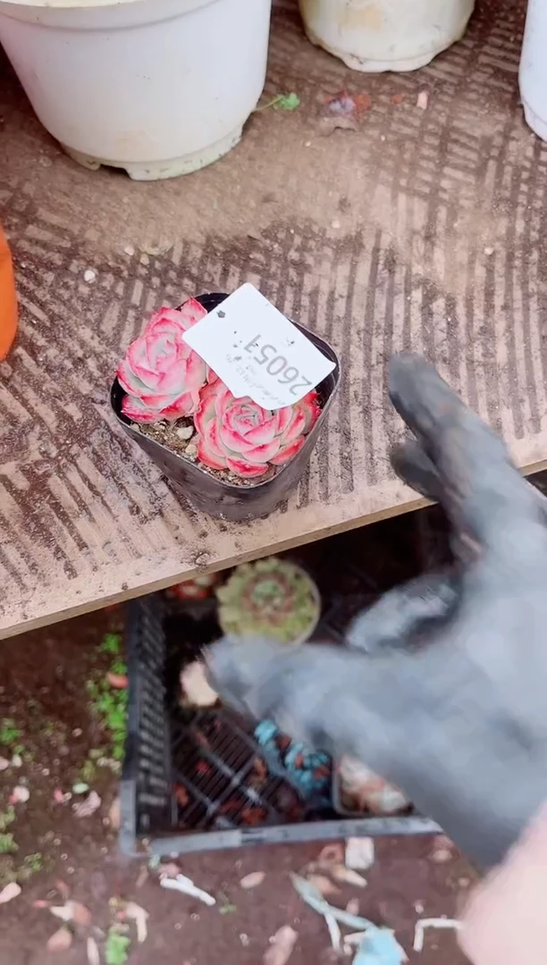 依*跃跃精品多肉26051