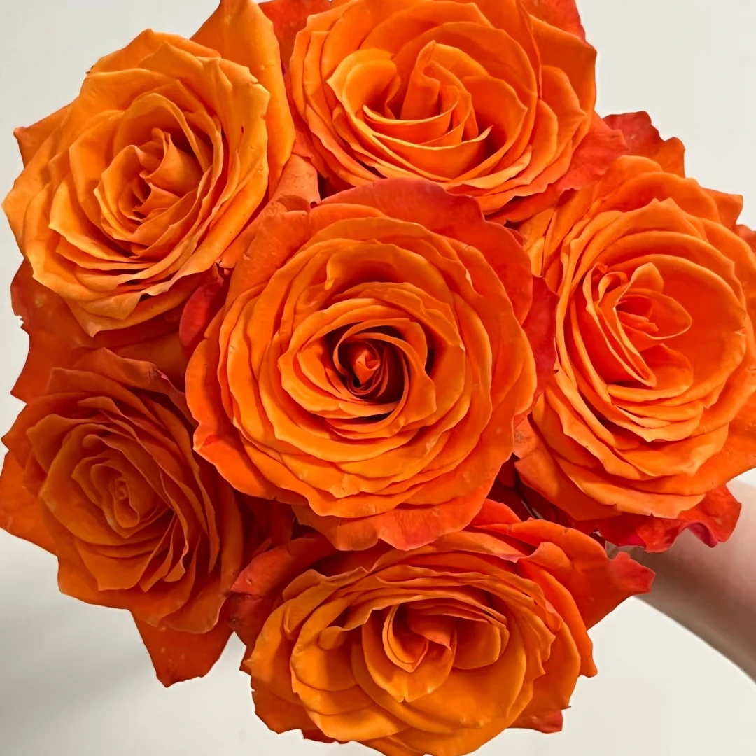 特价【国王日单头玫瑰10枝】鲜花次日达批发直播品质鲜花 全场任意满两单顺丰包邮