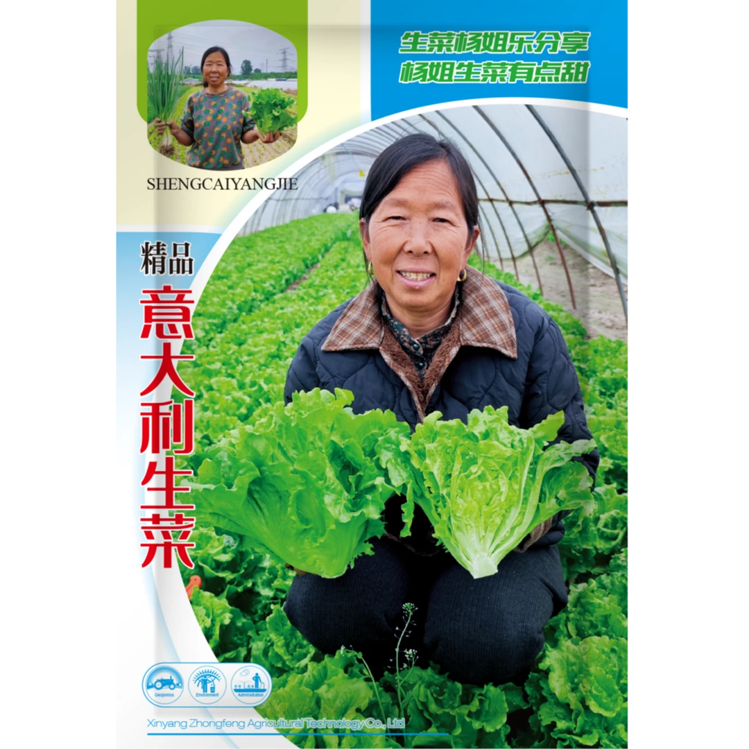 【生菜杨姐推荐】精品饱满意大利生菜种子5g育苗整齐（新旧随机）