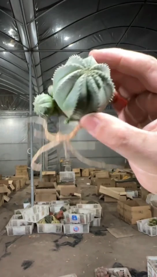 欧系布纹球【带根】不指定带崽