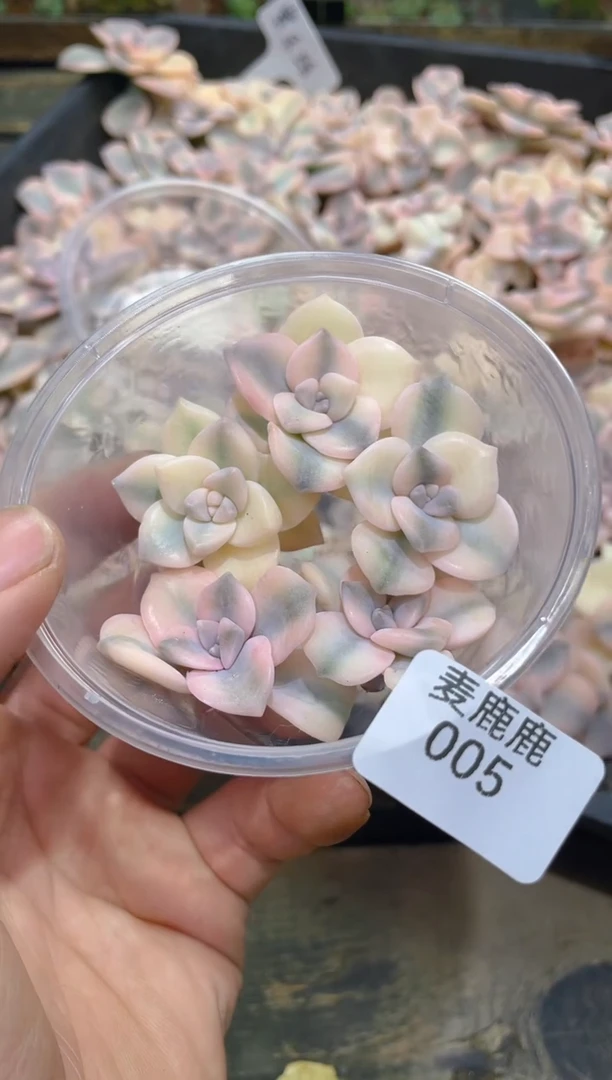 005紫乐锦砍头苗小的        量拍5颗