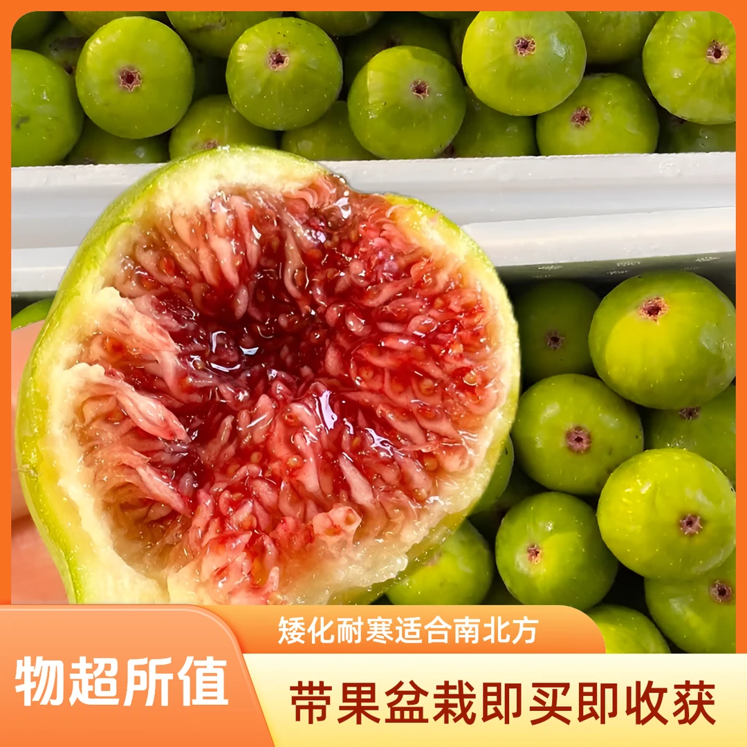 【青皮】无花果树果苗带果盆栽阳台庭院南北方可种植矮化耐寒小绿植