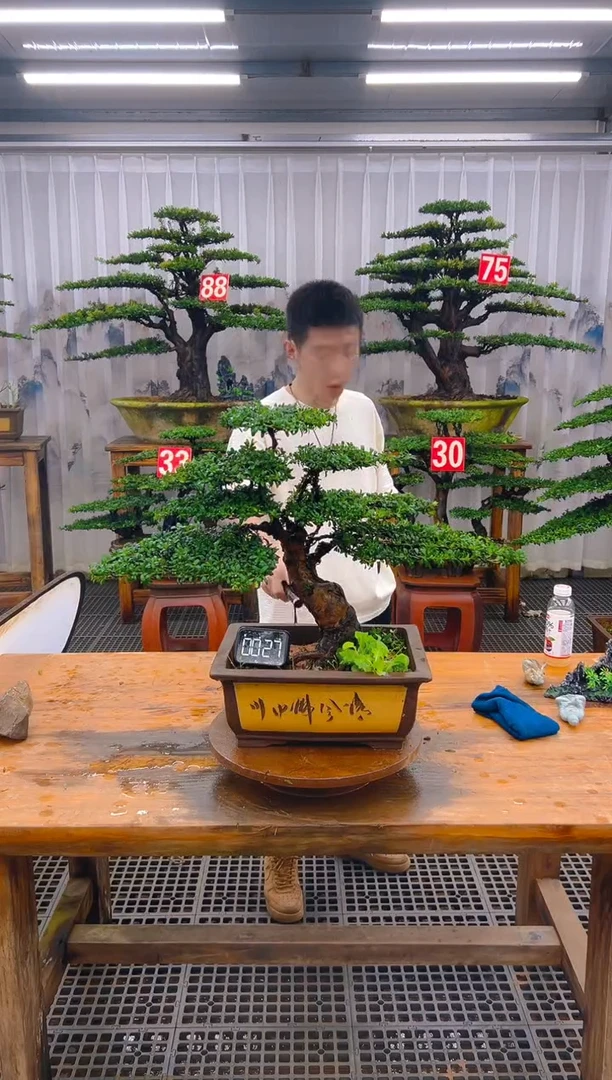 无花朵精品盆景直播间一物一拍