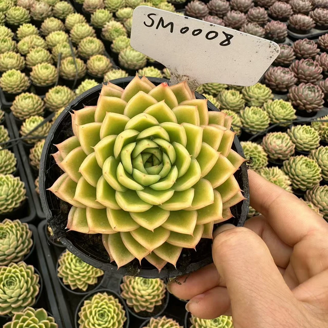 10#月亮弯弯多肉植物 前男友精品多肉 SM008