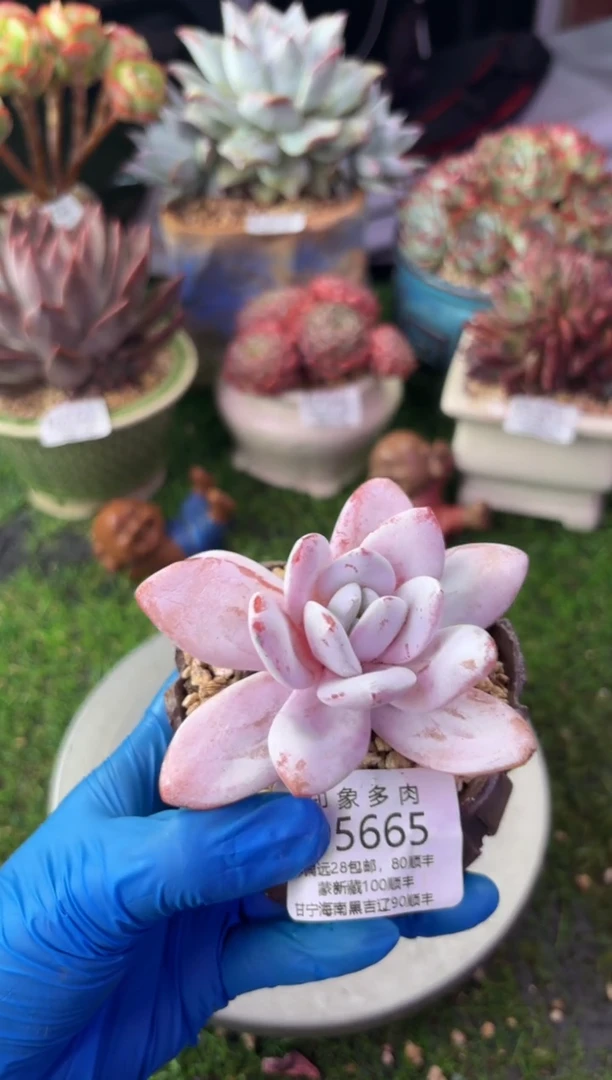 昆明印象多肉05665