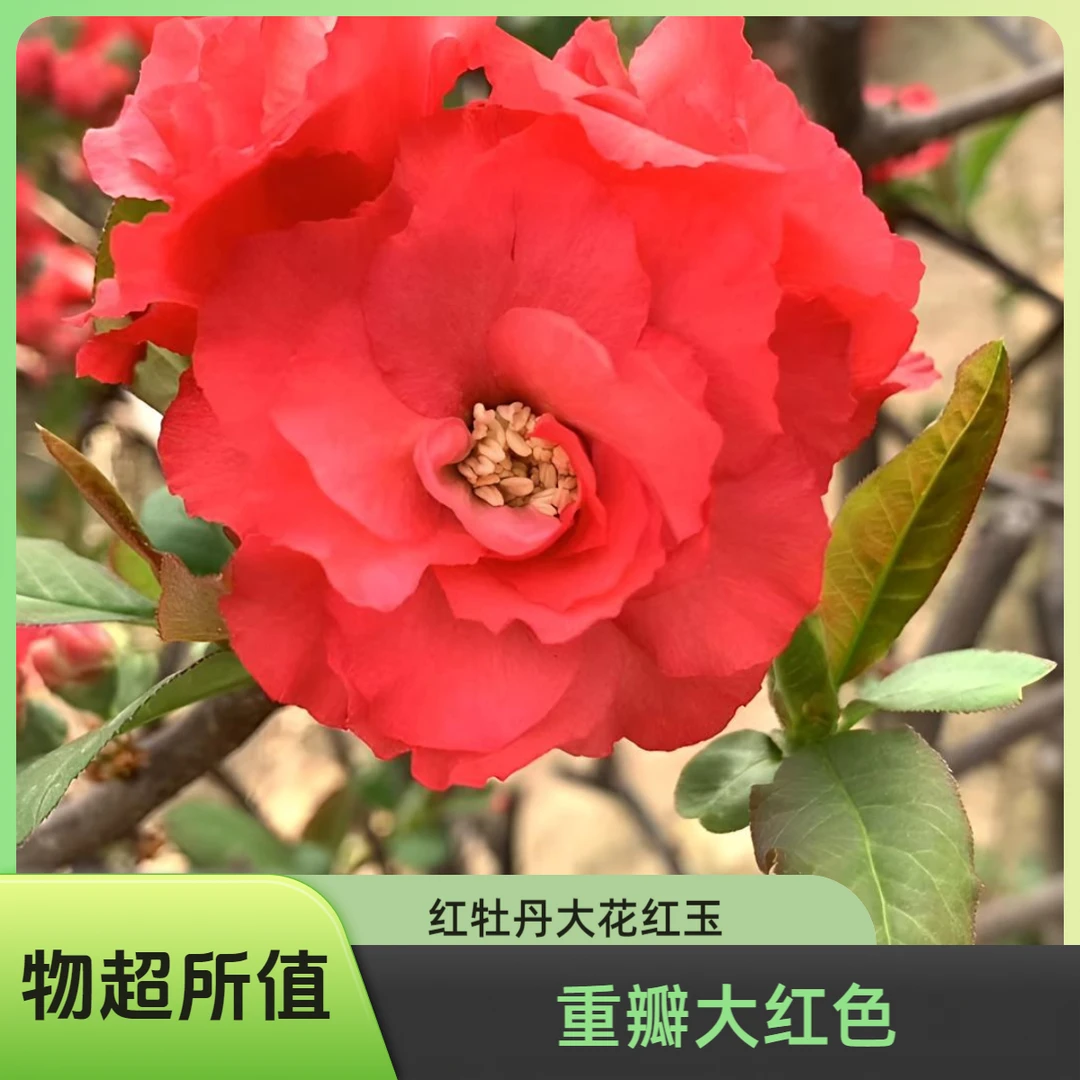 牡丹海棠（大花红玉）八年老桩（提根造型）盆景