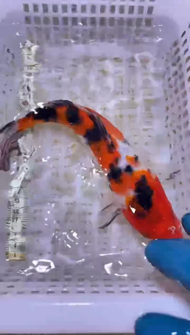 锦鲤血统锦鲤全场包邮10