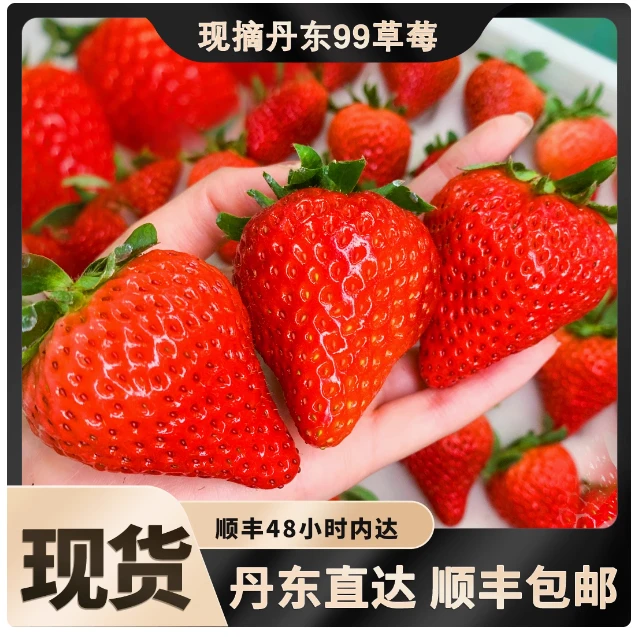 正宗丹东红颜草莓新鲜现采现发冷链包邮产地直发