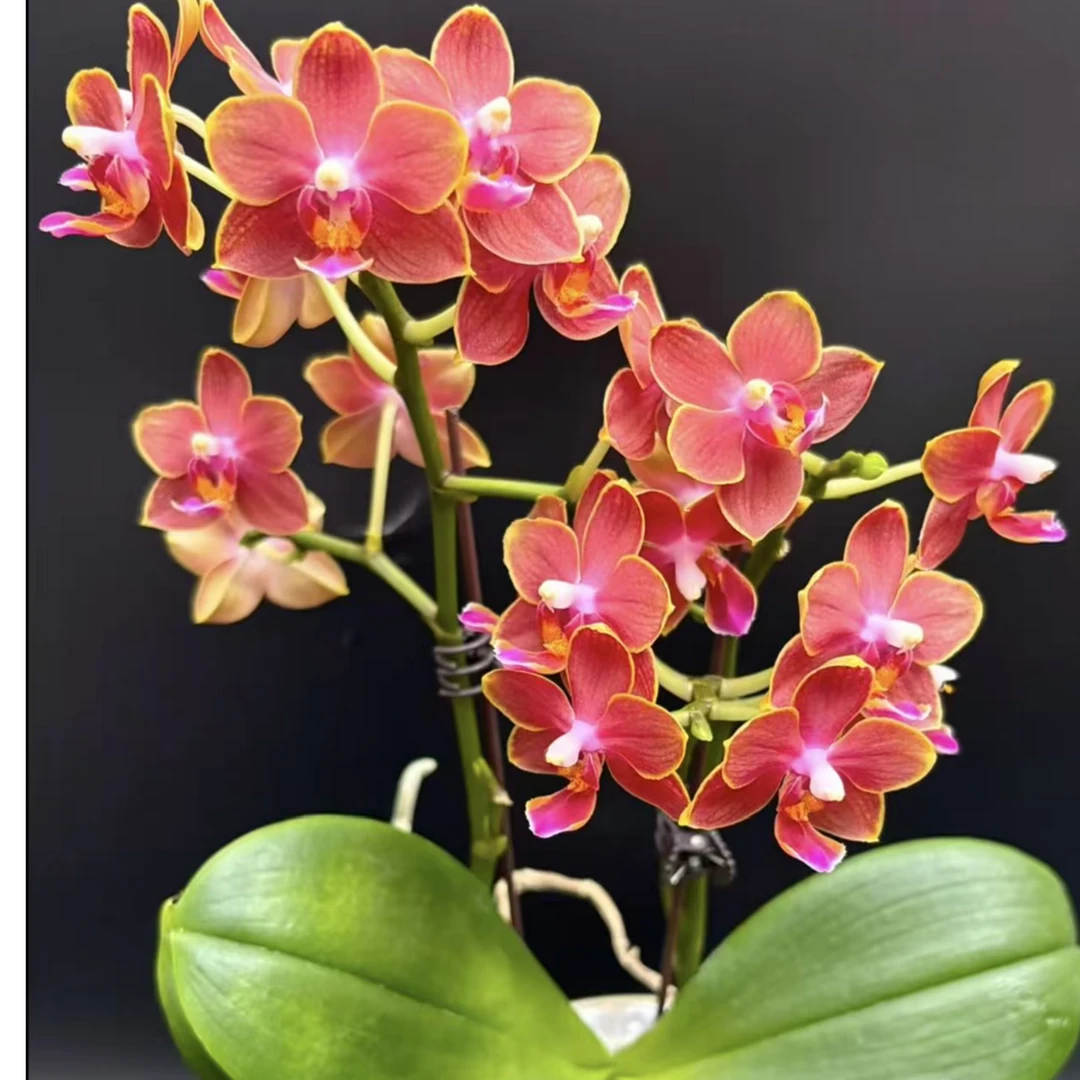 贵族品种 爆花  续花剑 3-5花剑【 金边玲珑】蜡质花 花期7个月以上