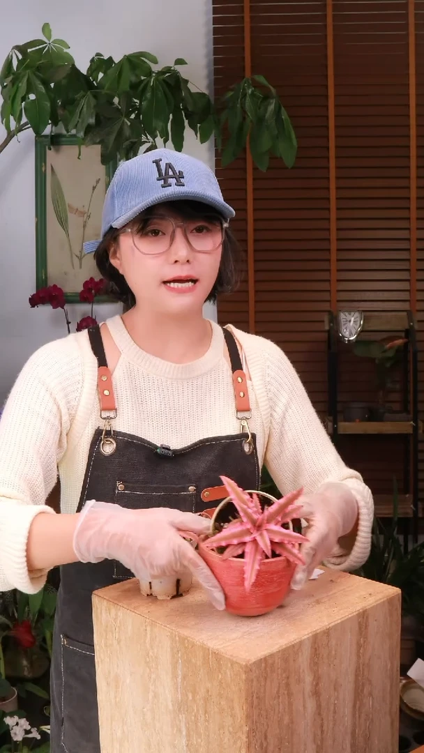 无花朵 姬凤梨 带盆 种好发货 顺丰包邮