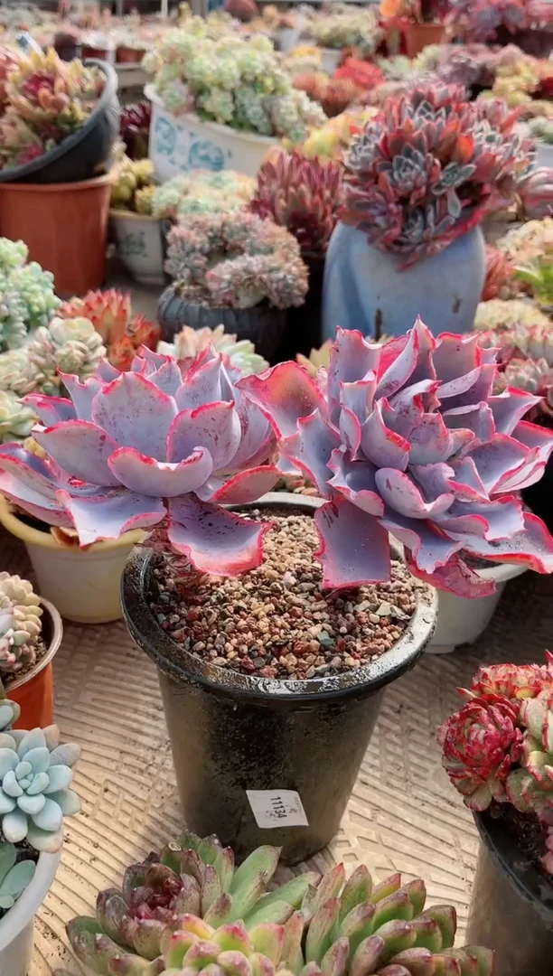 【闪购商品】19392多肉