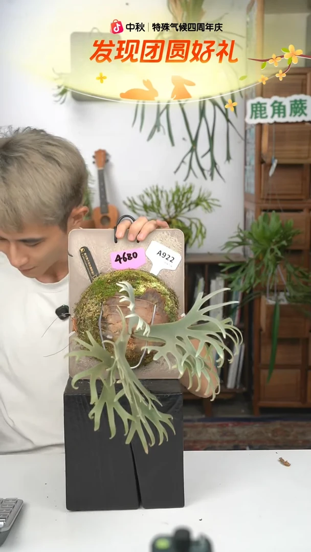 不开花植物A922-黄月孢子苗侏儒特选S