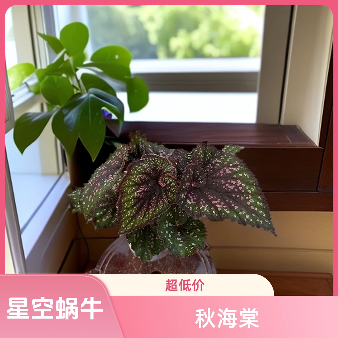 星空蜗牛 秋海棠热植 福利款不包叶损《两单包邮》