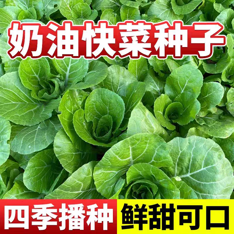 四季奶油快菜种子小白菜菜籽耐热速生快菜种籽阳台盆栽蔬菜种孑