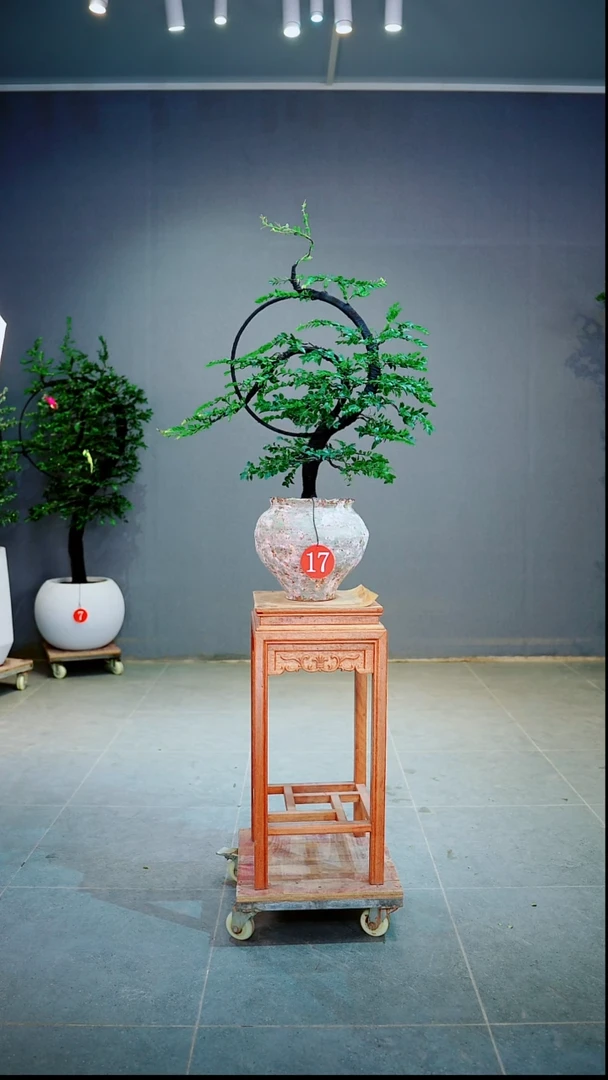 当前无花朵，栽培后可花朵E**s一物一拍绿植